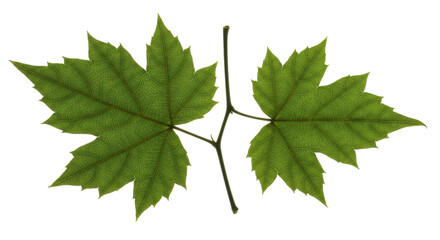 Isolated Two Green Maple Leaves on Stem