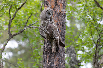 Great gray owl sitting on a tree branch close up