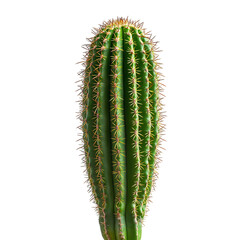 Naklejka premium Tall Columnar Cactus with Vibrant Green Spines Isolated on Transparent Background