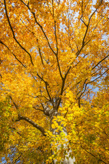 Fototapeta premium Buche im Herbst, Österreich, Wien, 18. Bezirk, Türkenschanzpar