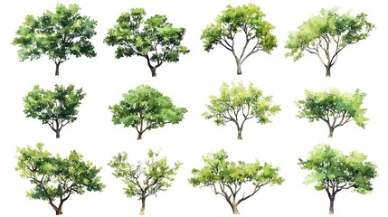 array of watercolor lime trees on a clean white canvas for landscape and structure art green and outdoor botanical bits for spring plans  
