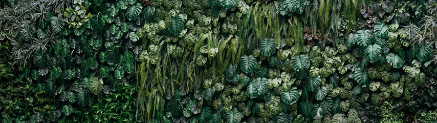 Fototapeta premium Close up group of background tropical green leaves texture and abstract background. Tropical leaf nature concept.