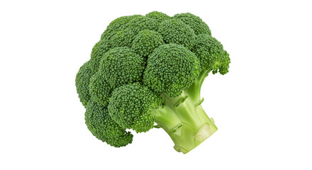 Isolated Fresh Green Head of Broccoli