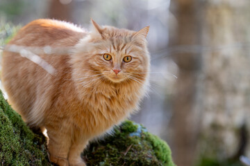 Fluffy Ginger Cat looking curiously and Standing on Mossy Rock in Forest Light