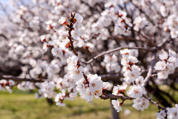 Close-up of a blooming apricot tree branch covered in delicate white flowers, against a softly blurred orchard background in sunny day. Gardening, spring renovation, and peace of mind concept