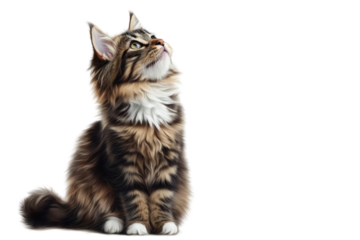 Cute Norwegian Forest cat isolated on transparent background Generative Ai