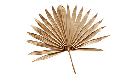 Dried Palm Leaf Isolated on Transparent Background - Tropical Botanical Design Element