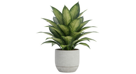 Isolated Potted Snake Plant Sansevieria