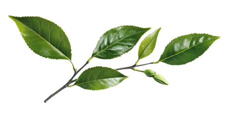 A long straight tea leaf branch with three leaves isolated on transparent background Generative Ai