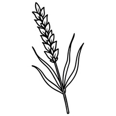 Wheat Stalk Levender Line Art Illustration Image