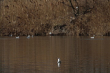 Black-headed Gulls in flight under a blue sky on a pond in Czech republic. The Black-headed Gull, with its dark chocolate-brown head in breeding season. Black-headed gull (Chroicocephalus ridibundus)
