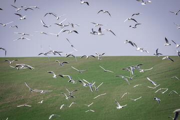 Black-headed gulls (Chroicocephalus ridibundus) fly toward the camera lens with field and sky background on a sunny spring day.