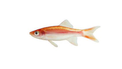 Anchovy fish isolated on transparent background