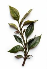 A branch of a tree with green leaves on a white background