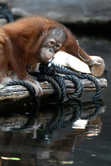 Sumatran orangutan young © Vitezslav Halamka
