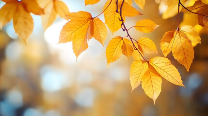 Obraz premium Beautiful autumn leaves featuring bright yellow colors with a soft blurred background&nbsp;