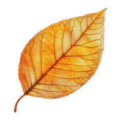 Obraz premium olden leaf in vibrant colors with high detail and soft lighting