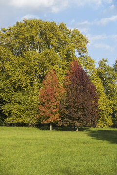 Platanus Sp., Liquidambar sp., Harrachpark, &Ouml;sterreich, NIeder?