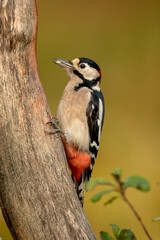 Naklejka premium Great Spotted Woodpecker (Dendrocopos major)