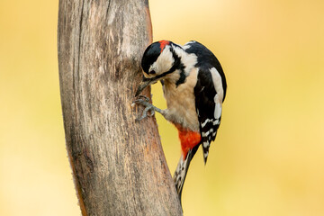 Great Spotted Woodpecker (Dendrocopos major)