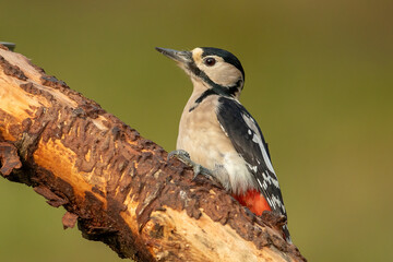 Great Spotted Woodpecker (Dendrocopos major)
