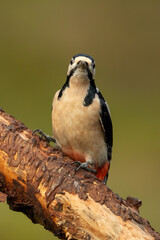 Great Spotted Woodpecker (Dendrocopos major)