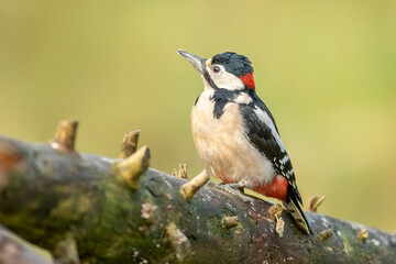 Great Spotted Woodpecker (Dendrocopos major)