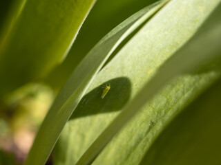 green leaf with a tiny animal 