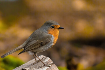 Robin redbreast (Erithacus rubecula) is small brownish