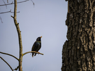 bird on a branch