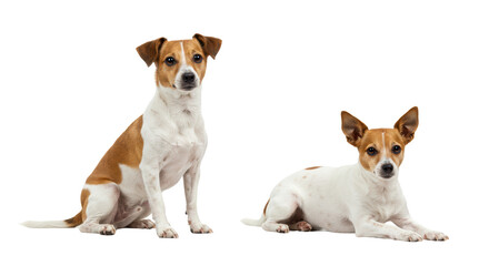 Isolated Two Jack Russell Terriers