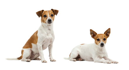 Isolated Two Jack Russell Terriers