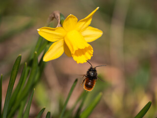 Bee on yellow flower