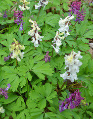 In spring, corydalis blooms in the forest