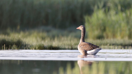 bird, animal, nature, wildlife, goose, beak, water, feather, wild, lake, feathers, birds, grass