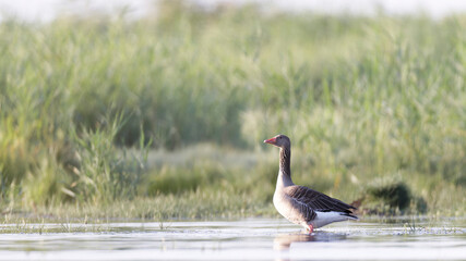bird, animal, nature, wildlife, goose, beak, water, feather, wild, lake, feathers, birds, grass
