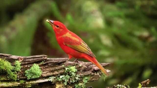 amarican songbird, red tanager, Piranga flava