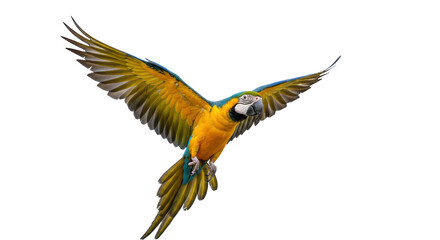 Isolated Flying Blue and Gold Macaw © Johanna