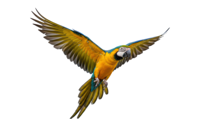Isolated Flying Blue and Gold Macaw