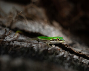 Green Gecko Resting on Bark – Phelsuma laticauda