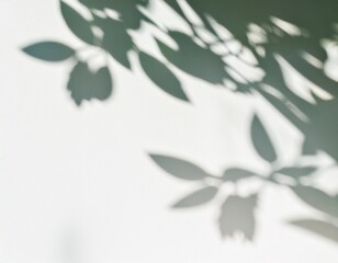  high-resolution abstract image of soft natural tree leaves casting delicate shadows on a white wall background. The organic shapes create a calming, minimalist aesthetic with subtle variations in lig