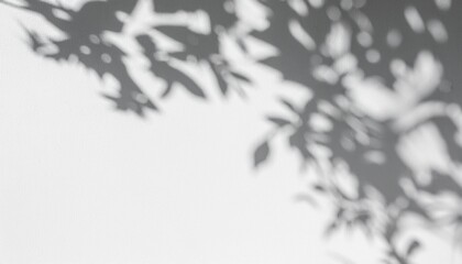  high-resolution abstract image of soft natural tree leaves casting delicate shadows on a white wall background. The organic shapes create a calming, minimalist aesthetic with subtle variations in lig
