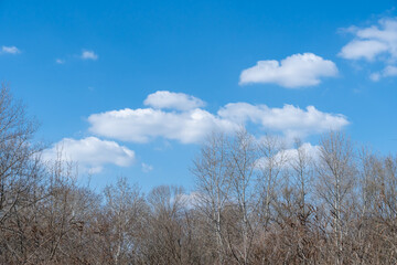Blue sky and white clouds of nature background. Tops of branches of bare trees in spring. Some different shapes of cloudscape. Cumulus and atmospheric mood. Contrasts weather is frowning and sunny.