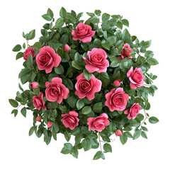 3D Rose Bush with Pink Roses and Green Leaves Isolated on Transparent Background