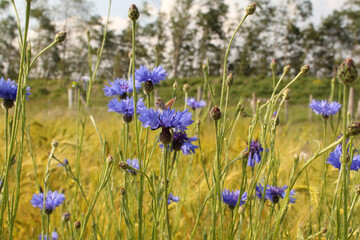 a big group blue cornflowers between long grasses in a field margin in springtime closeup