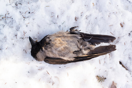 A dead crow lies in the snow