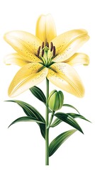 Fototapeta premium Yellow Lily Flower Bloom Closeup.