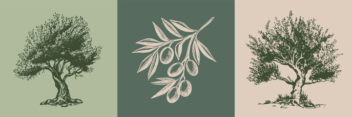 Olive tree and branch  hand drawn illustrations, sketch. 
