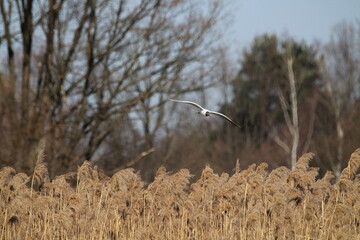 Black-headed Gulls in flight under a blue sky on a pond in Czech republic. The Black-headed Gull, with its dark chocolate-brown head in breeding season. Black-headed gull (Chroicocephalus ridibundus)
