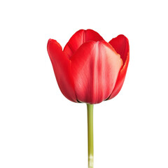  Single red tulip bloom isolated on white background with delicate petals